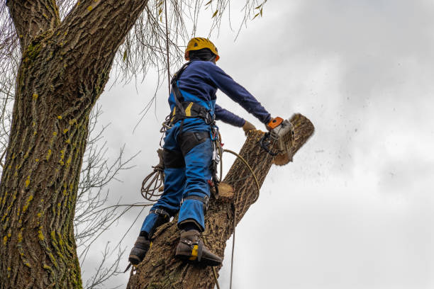 Tree Branch Trimming in Shippensburg, PA